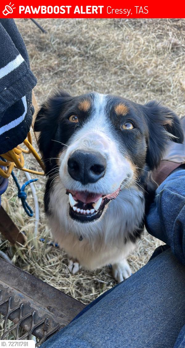 Lost Male Dog last seen Mount Vernon shearing shed, Cressy, TAS 7302