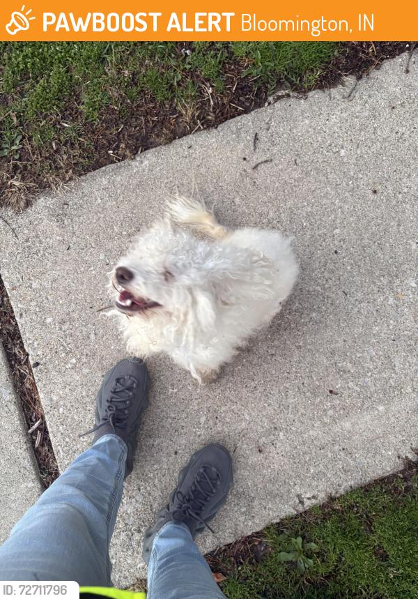 Found/Stray Unknown Dog last seen Near e Graham place , Bloomington, IN 47401