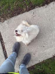 Found/Stray Unknown Dog last seen Near e Graham place , Bloomington, IN 47401
