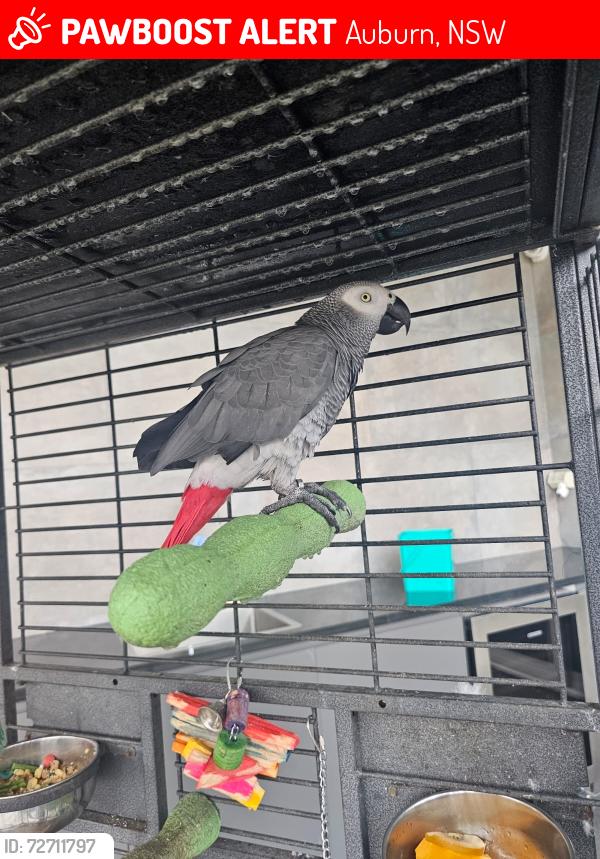 Lost Male Bird last seen Albert Road , Auburn, NSW 2144
