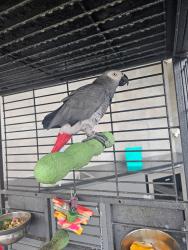 Lost Male Bird last seen Albert Road , Auburn, NSW 2144