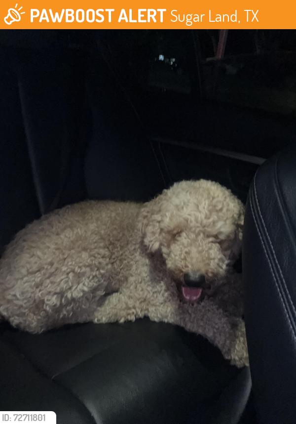 Found/Stray Female Dog last seen Lost maples Dr , Sugar Land, TX 77498