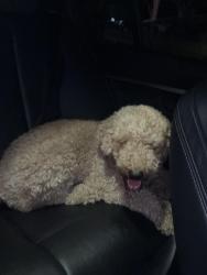 Found/Stray Female Dog last seen Lost maples Dr , Sugar Land, TX 77498