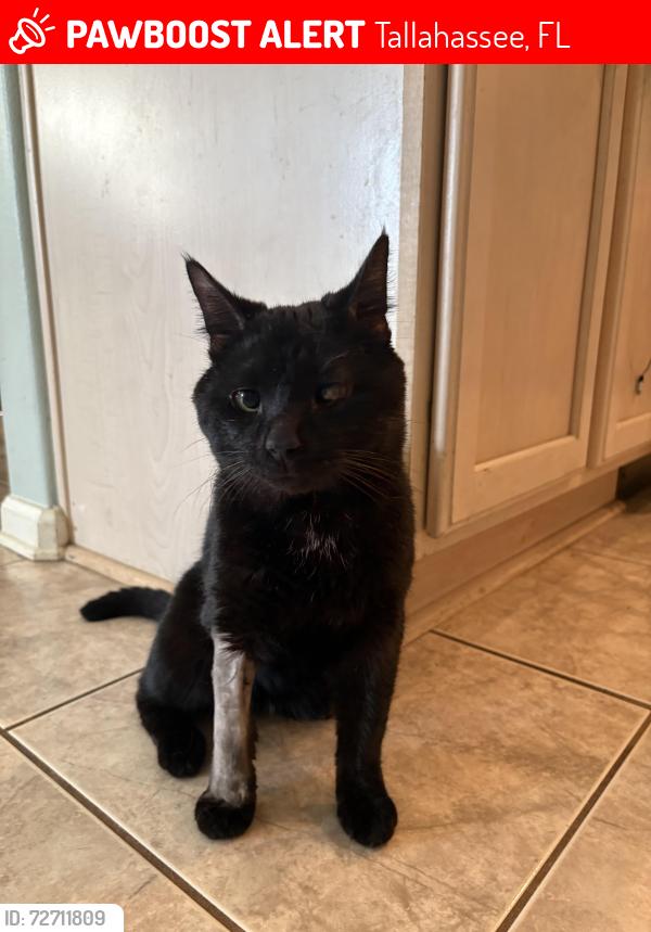 Lost Male Cat last seen Moriarity and The Greens, Tallahassee, FL 32309