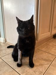 Lost Male Cat last seen Moriarity and The Greens, Tallahassee, FL 32309