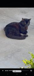 Lost Male Cat last seen Euclid and trask, Garden Grove, CA 92843