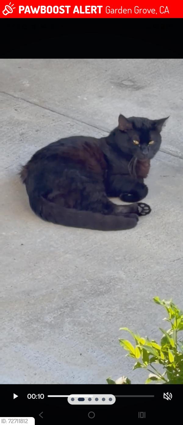 Lost Male Cat last seen Euclid and trask, Garden Grove, CA 92843