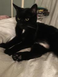 Lost Female Cat last seen Standhill Road near to Carlton Road, Carlton, England NG4 1JN
