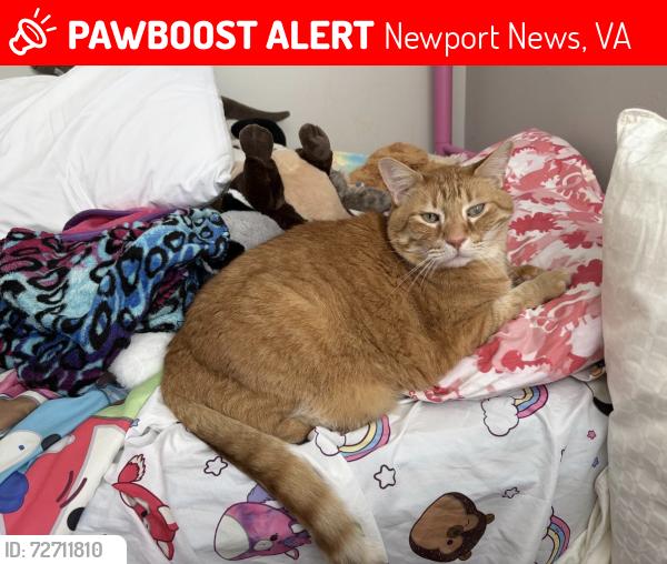 Lost Male Cat last seen By main office, across from Schooner on Warwick Blvd, Newport News, VA 23606