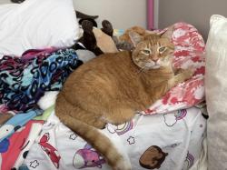 Lost Male Cat last seen By main office, across from Schooner on Warwick Blvd, Newport News, VA 23606