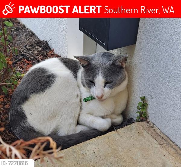 Lost Male Cat last seen Hogan Place , Southern River, WA 6110