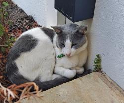 Lost Male Cat last seen Hogan Place , Southern River, WA 6110