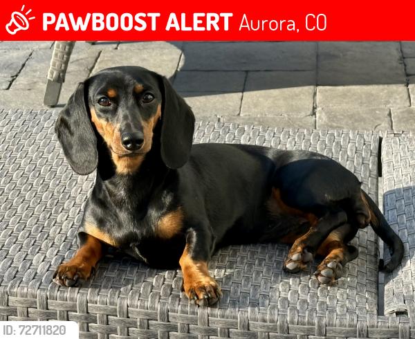 Lost Female Dog last seen Illiff and chambers in aurora, Aurora, CO 80014