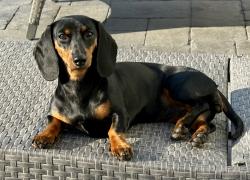 Lost Female Dog last seen Illiff and chambers in aurora, Aurora, CO 80014