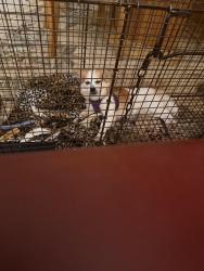 Found/Stray Female Dog last seen Forum Blvd, Fort Myers, FL 33905