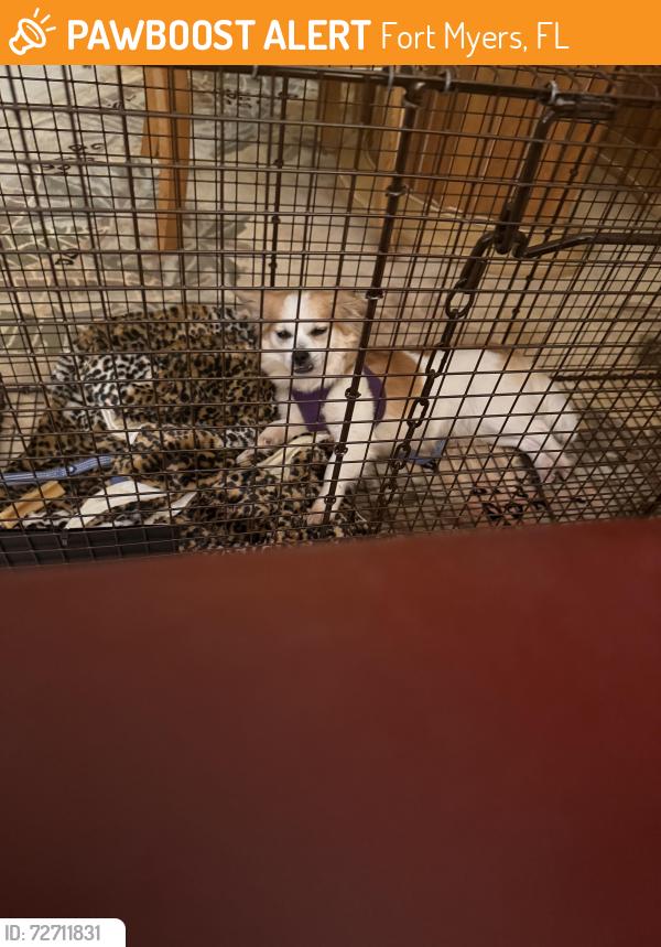 Found/Stray Female Dog last seen Forum Blvd, Fort Myers, FL 33905