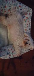 Found/Stray Female Dog last seen Hiatus and orange drive, Davie, FL 33328
