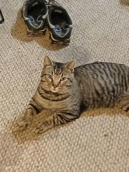 Lost Male Cat last seen Dry valley road Rossville, ga, Rossville, GA 30741