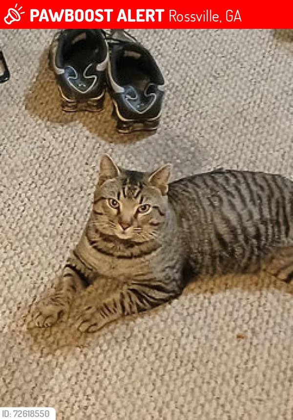 Lost Male Cat last seen Dry valley road Rossville, ga, Rossville, GA 30741