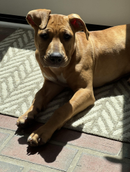 Found/Stray Female Dog last seen Gleneagles Road, Charlotte, NC 28210