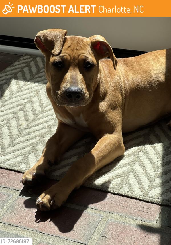 Found/Stray Female Dog last seen Gleneagles Road, Charlotte, NC 28210