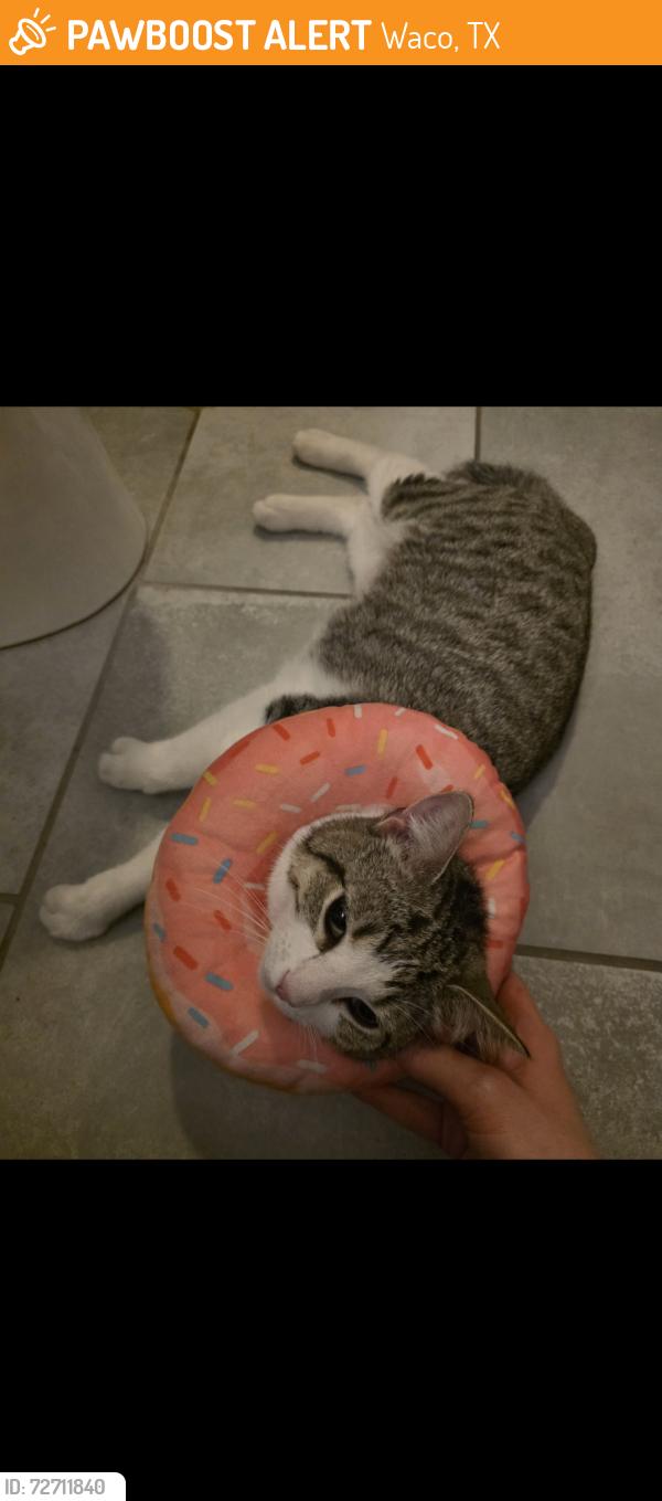 Found/Stray Female Cat last seen University High-school , Waco, TX 76706