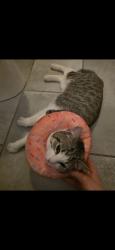 Found/Stray Female Cat last seen University High-school , Waco, TX 76706