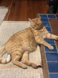 Lost Male Cat last seen Broadway street Bellville, Cape Town, WC 7530