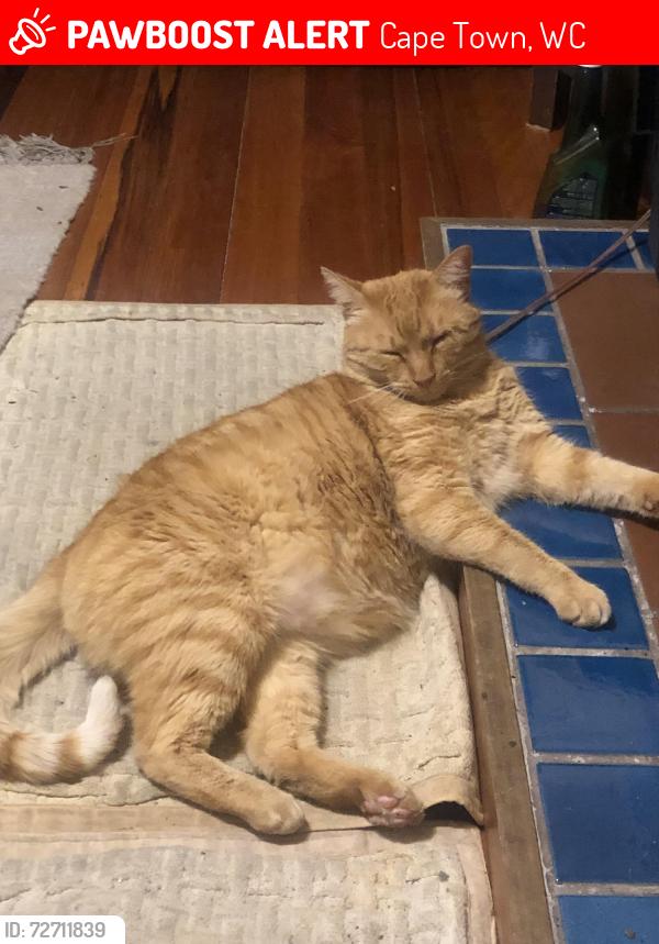 Lost Male Cat last seen Broadway street Bellville, Cape Town, WC 7530