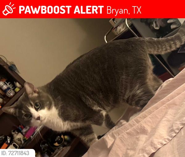 Lost Male Cat last seen Near broadmoor, Bryan, TX 77802
