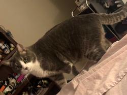 Lost Male Cat last seen Near broadmoor, Bryan, TX 77802