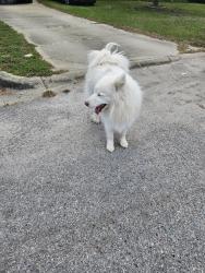 Found/Stray Unknown Dog last seen Turning Leaf Drive , Richland County, SC 29061