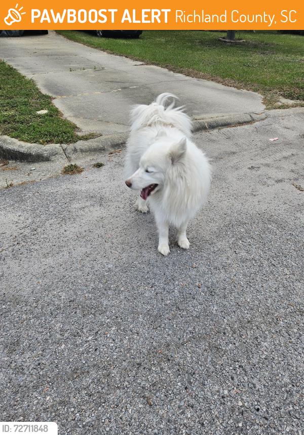 Found/Stray Unknown Dog last seen Turning Leaf Drive , Richland County, SC 29061