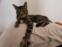 Lost Male Cat last seen Fairmount Dr, Greenfield, IN 46140
