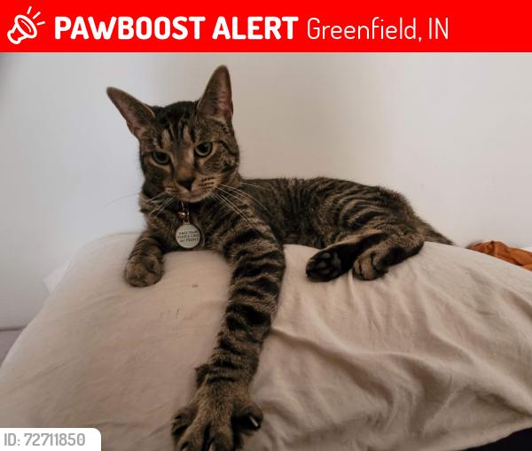 Lost Male Cat last seen Fairmount Dr, Greenfield, IN 46140