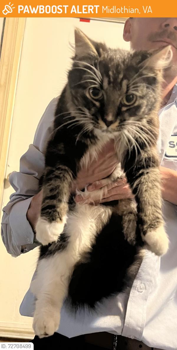 Found/Stray Male Cat last seen Charter Colony Parkway at The Flying Pig Restaurant, Midlothian, VA 23112