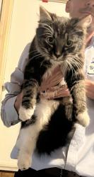 Found/Stray Male Cat last seen Charter Colony Parkway at The Flying Pig Restaurant, Midlothian, VA 23112