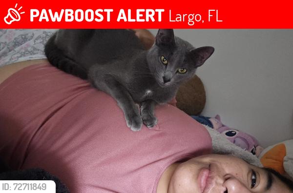 Lost Female Cat last seen Near 4th ave nw largo florida , Largo, FL 33770