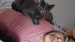 Lost Female Cat last seen Near 4th ave nw largo florida , Largo, FL 33770