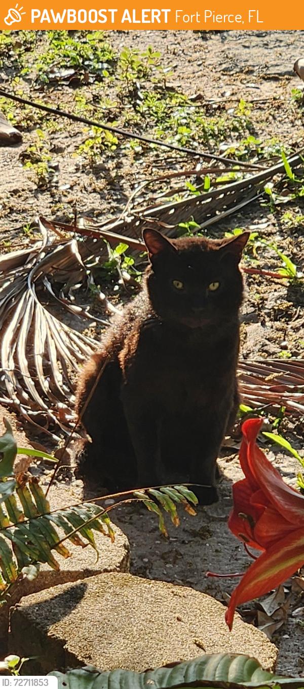 Found/Stray Unknown Cat last seen Oleander Blvd., Fort Pierce, FL 34982