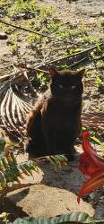 Found/Stray Unknown Cat last seen Oleander Blvd., Fort Pierce, FL 34982