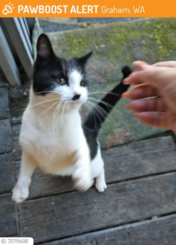 Found/Stray Unknown Cat last seen 51st and 50th, Graham, WA 98338