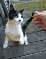 Found/Stray Unknown Cat last seen 51st and 50th, Graham, WA 98338