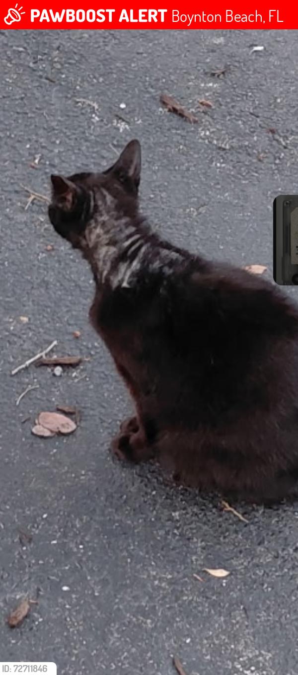 Lost Unknown Cat last seen Sw 25th place, Boynton Beach, FL 33426