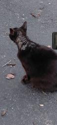 Lost Unknown Cat last seen Sw 25th place, Boynton Beach, FL 33426