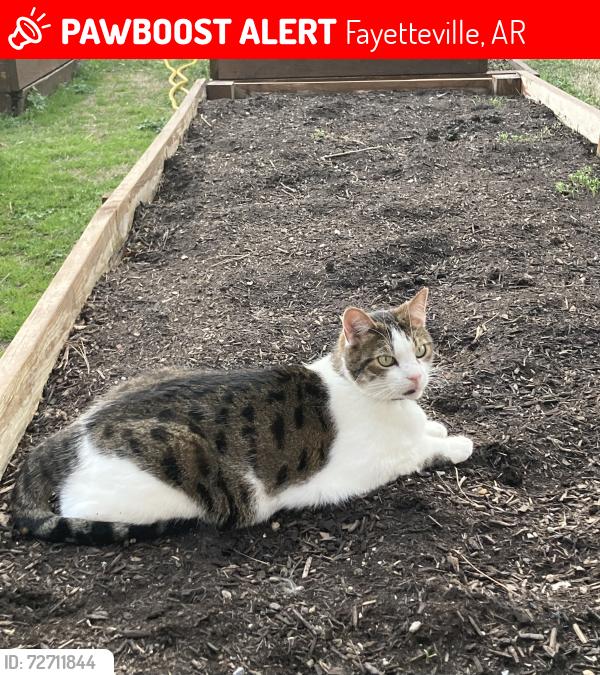 Lost Male Cat last seen Mt. Comfort & Kenswick Ave, Fayetteville, AR 72704