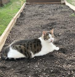 Lost Male Cat last seen Mt. Comfort & Kenswick Ave, Fayetteville, AR 72704