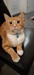 Lost Male Cat last seen Near penncricket lane Rowley regis b650rf, West Midlands, England B65 0RF