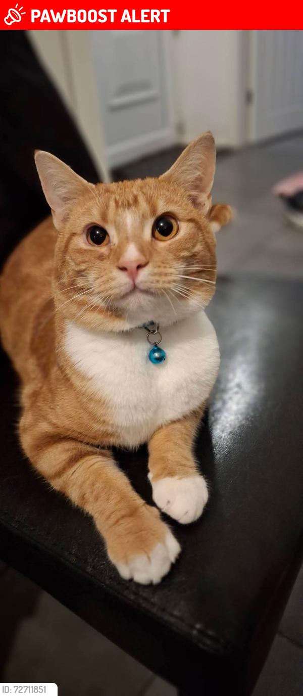 Lost Male Cat last seen Near penncricket lane Rowley regis b650rf, West Midlands, England B65 0RF