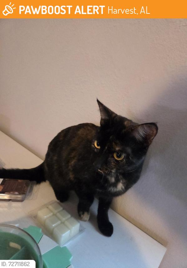 Found/Stray Female Cat last seen Cloverbrook dr, Harvest, AL 35749